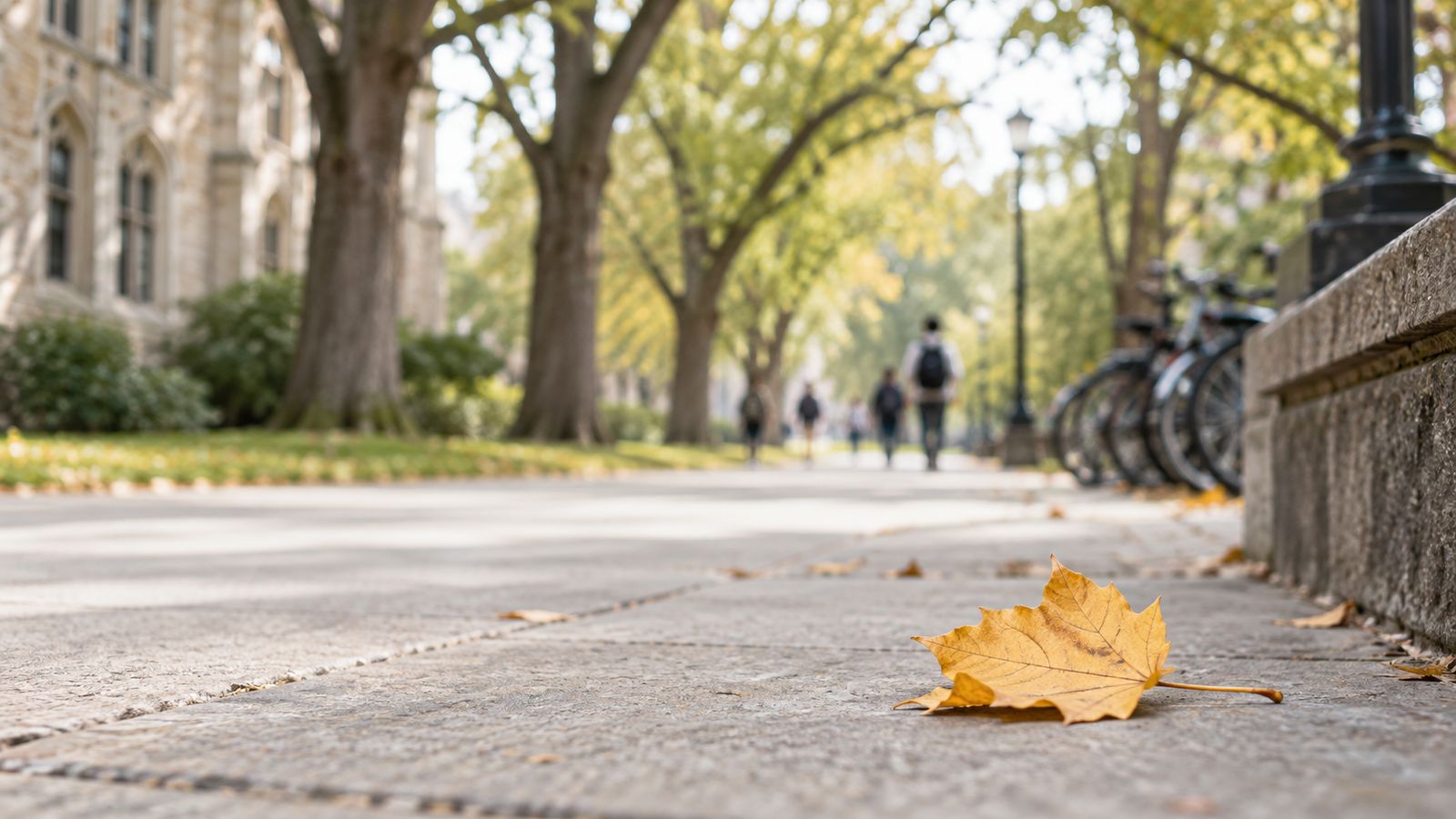 A tree-lined campus walkway in autumn, a fallen leaf in front and bicycles along the wall